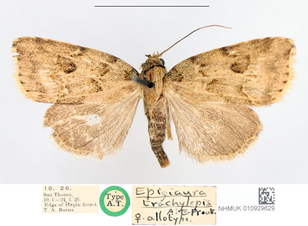 /filer/webapps/moths/media/images/T/trachylepis_Epigiaura_AT_NHMUK.jpg