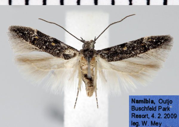 /filer/webapps/moths/media/images/T/trachyptera_Schistovalva_AM_ZMHB.jpg