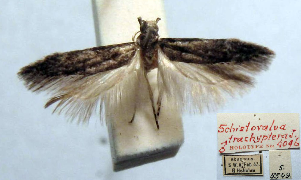 /filer/webapps/moths/media/images/T/trachyptera_Schistovalva_HT_TMSA.jpg