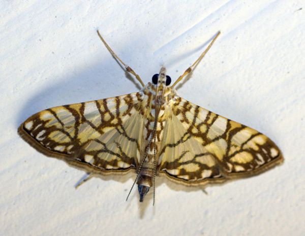 /filer/webapps/moths/media/images/T/traducalis_Synclera_A_Heyns.jpg