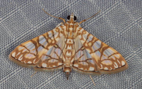 /filer/webapps/moths/media/images/T/traducalis_Synclera_A_Heyns_01.JPG