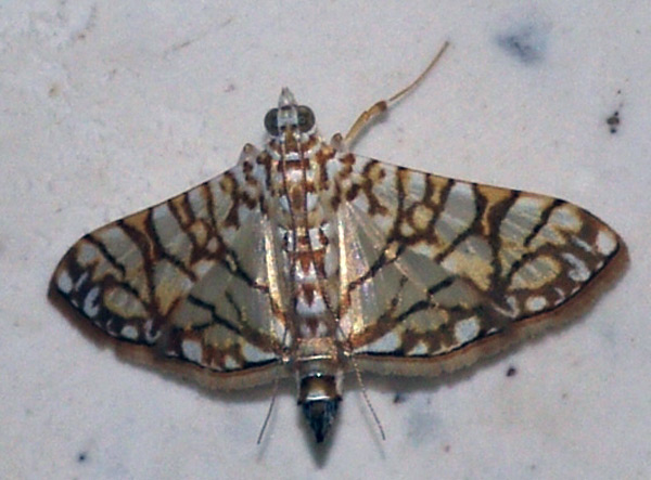 /filer/webapps/moths/media/images/T/traducalis_Synclera_A_Simon.jpg