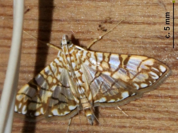 /filer/webapps/moths/media/images/T/traducalis_Synclera_A_Sydes.jpg