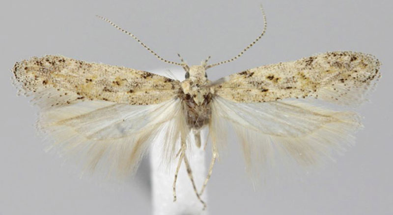 /filer/webapps/moths/media/images/T/traganella_Scrobipalpa_AM_ZMHB_02.jpg