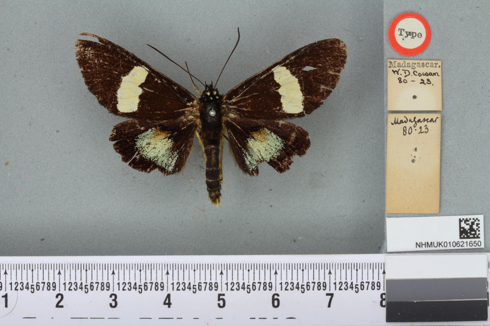 /filer/webapps/moths/media/images/T/tranquilla_Eusemia_HT_BMNHa.jpg