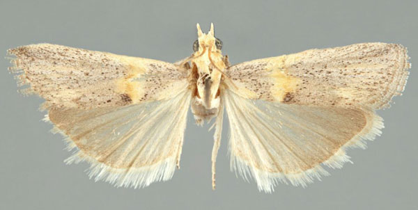/filer/webapps/moths/media/images/T/transcapimontella_Oxybia_PTF_TMSA.jpg