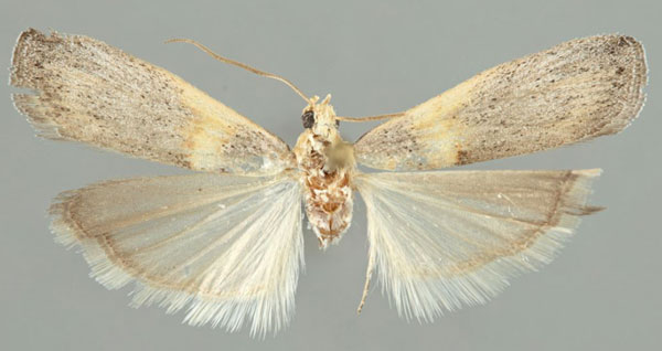 /filer/webapps/moths/media/images/T/transcapimontella_Oxybia_PTM_SMNS.jpg