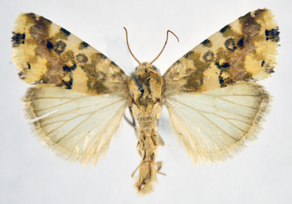 /filer/webapps/moths/media/images/T/transfigurata_Acontia_AM_NHMO.jpg