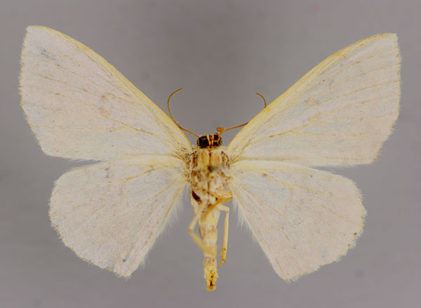/filer/webapps/moths/media/images/T/transfigurata_Somatina_A_ZSM_02.jpg