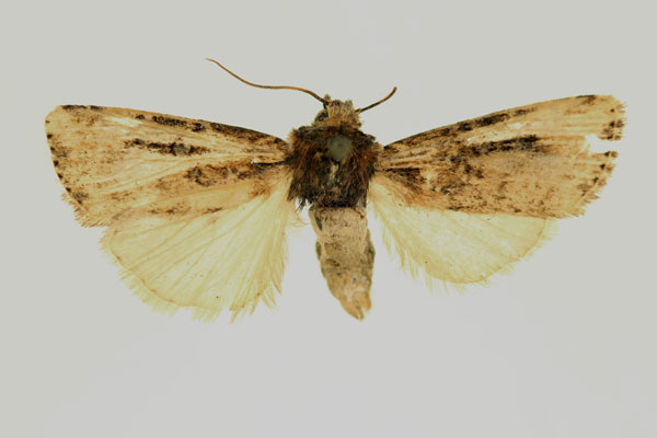 /filer/webapps/moths/media/images/T/transfixa_Micraxylia_HT_RMCA_02.jpg