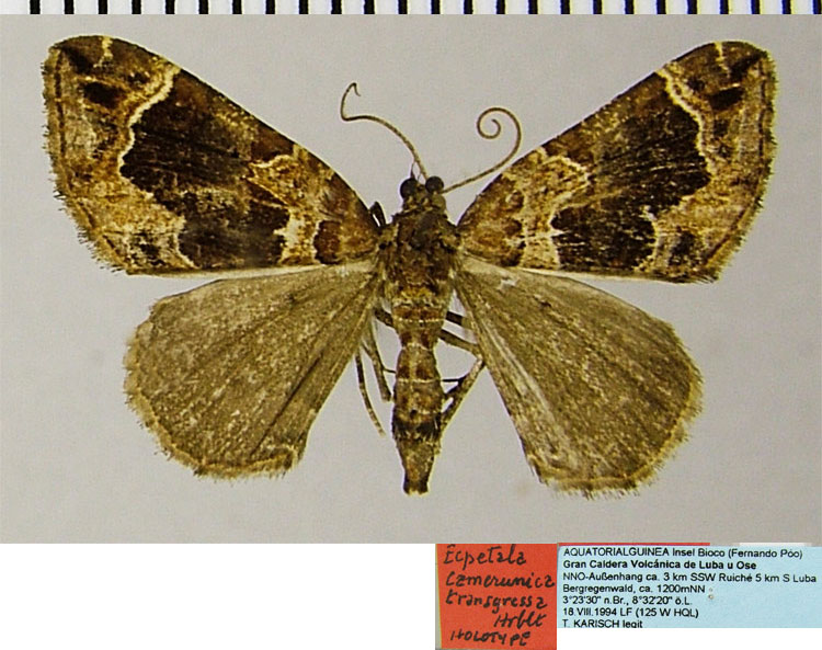 /filer/webapps/moths/media/images/T/transgressa_Ecpetala_HT_ZSMa.jpg
