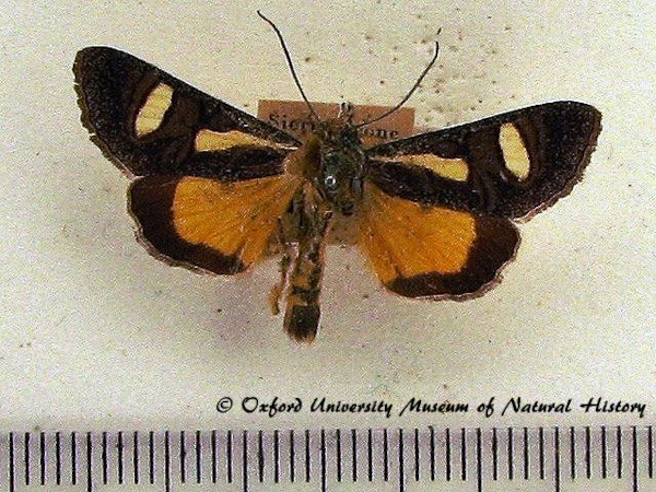/filer/webapps/moths/media/images/T/transiens_Hypotuerta_A_OUMNH_01.jpg