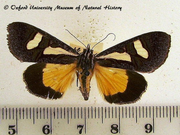 /filer/webapps/moths/media/images/T/transiens_Hypotuerta_A_OUMNH_02.jpg