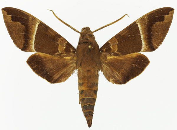 /filer/webapps/moths/media/images/T/transitoria_Nephele_AM_Basquin_02a.jpg