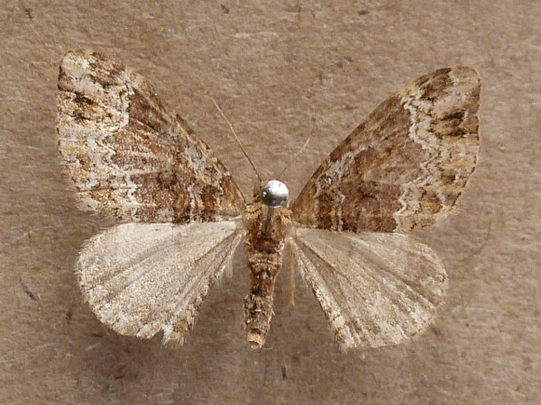 /filer/webapps/moths/media/images/T/transjugata_Xanthorhoe_A_Butler.jpg