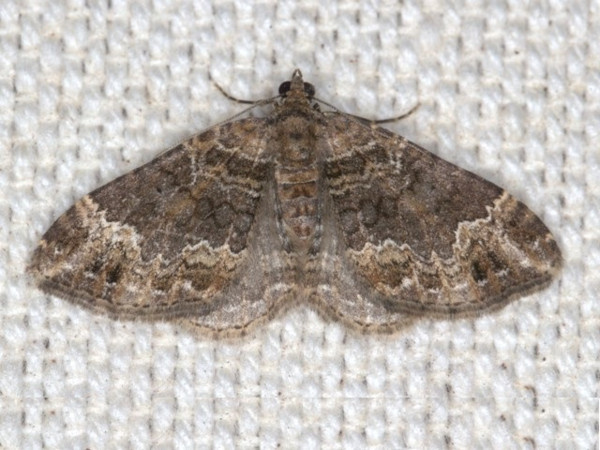 /filer/webapps/moths/media/images/T/transjugata_Xanthorhoe_A_Heyns.jpg