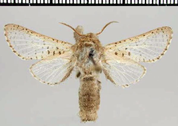 /filer/webapps/moths/media/images/T/translucens_Dukearbela_HT_TMSA.jpg