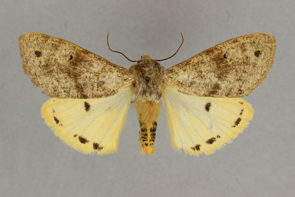 /filer/webapps/moths/media/images/T/translucens_Teracotona_AM_BMNH.jpg