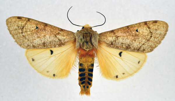 /filer/webapps/moths/media/images/T/translucens_Teracotona_AM_NHMO_02.jpg