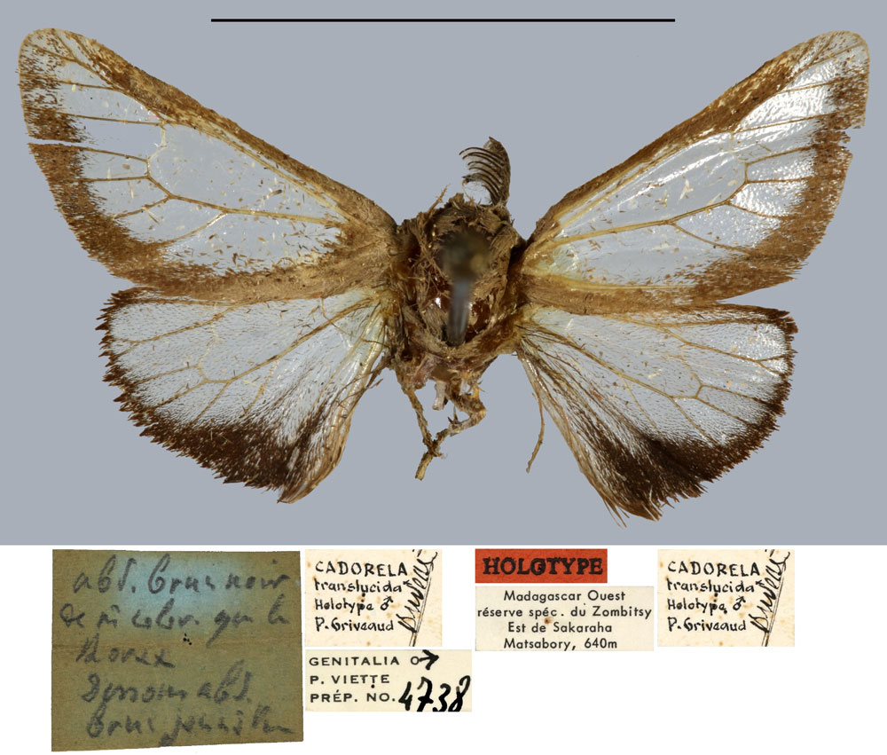 /filer/webapps/moths/media/images/T/translucida_Cadorela_HT_MNHN.jpg