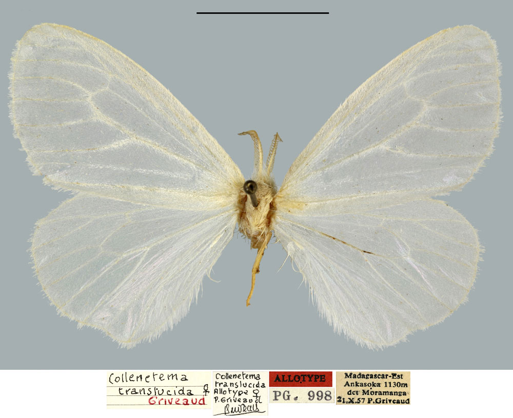 /filer/webapps/moths/media/images/T/translucida_Collenetema_AT_MNHN.jpg
