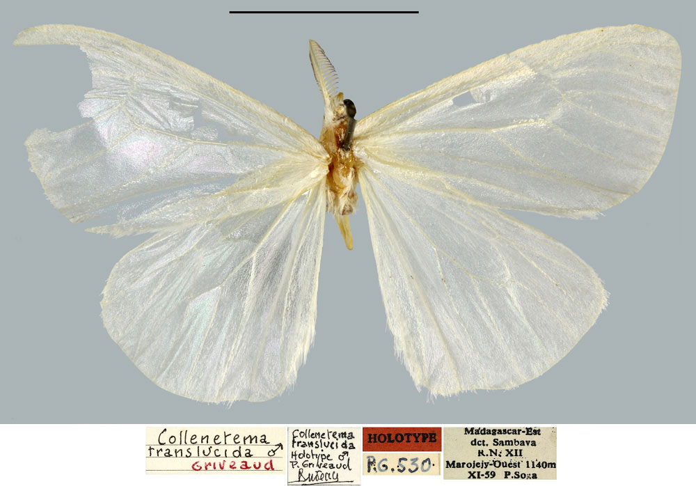 /filer/webapps/moths/media/images/T/translucida_Collenetema_HT_MNHN.jpg