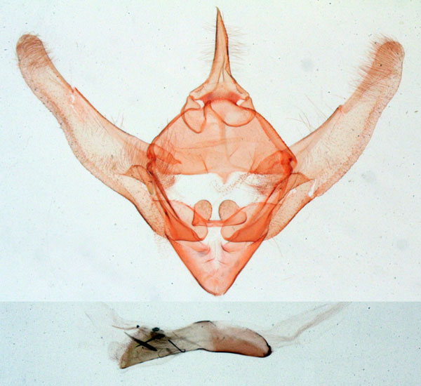 /filer/webapps/moths/media/images/T/translucida_Rhodoneura_GMHT_MNHN_2897.jpg