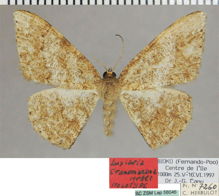 /filer/webapps/moths/media/images/T/transmarina_Luxiaria_HT_ZSMa.jpg