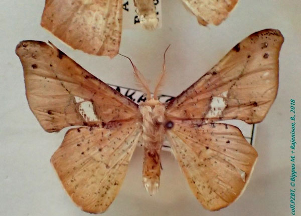 /filer/webapps/moths/media/images/T/transmarina_Xenimpia_AM_PZBT.jpg