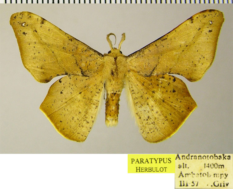 /filer/webapps/moths/media/images/T/transmarina_Xenimpia_PTM_ZSM.jpg