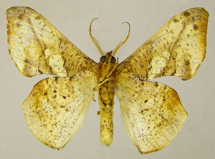 /filer/webapps/moths/media/images/T/transmarina_Xenimpia_PTM_ZSMb.jpg