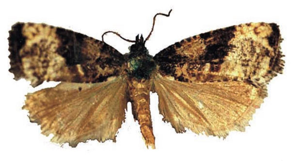 /filer/webapps/moths/media/images/T/transmutata_Crimnologa_AM_RMCA.jpg