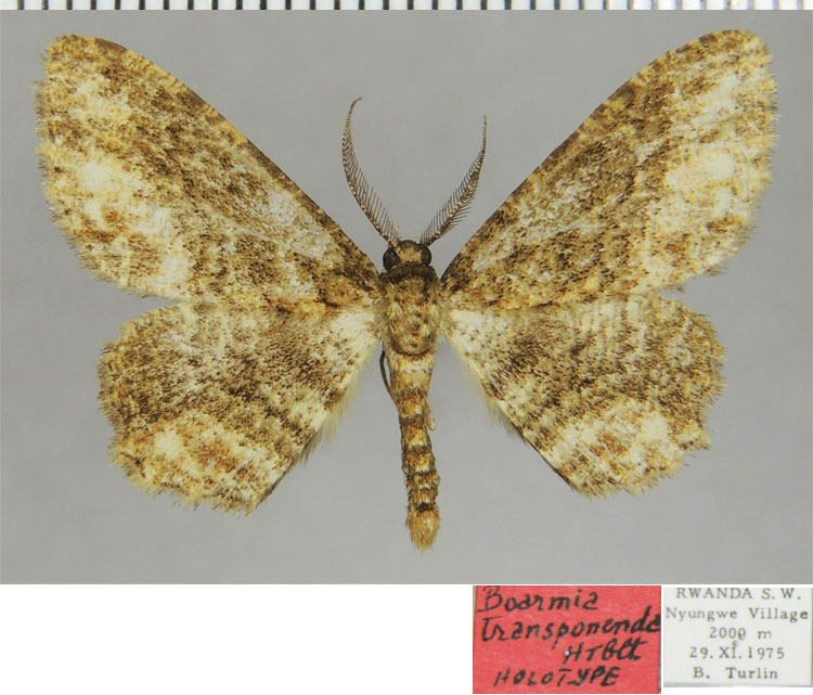 /filer/webapps/moths/media/images/T/transponenda_Hypomecis_HT_ZSMa.jpg