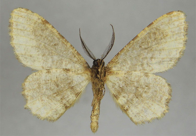/filer/webapps/moths/media/images/T/transponenda_Hypomecis_HT_ZSMb.jpg