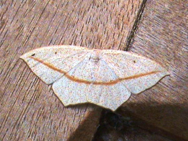 /filer/webapps/moths/media/images/T/transsecta_Scopula_A_Guyonnet.jpg