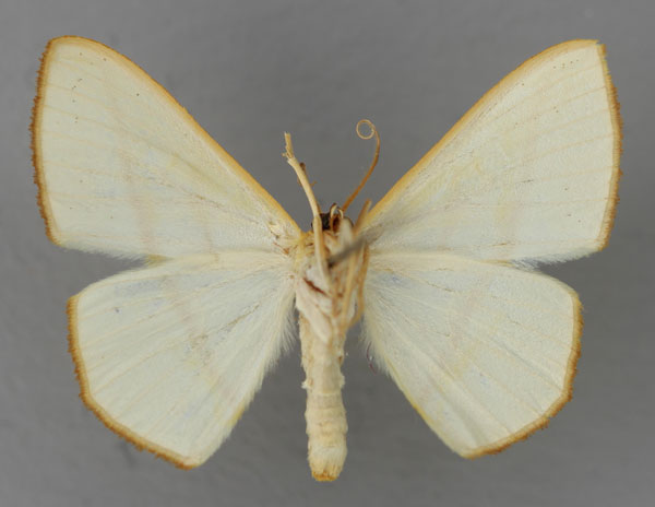 /filer/webapps/moths/media/images/T/transsecta_Scopula_A_ZSM_02.jpg