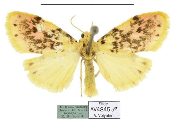 /filer/webapps/moths/media/images/T/transtillata_Siccasura_HT_MfN.jpg