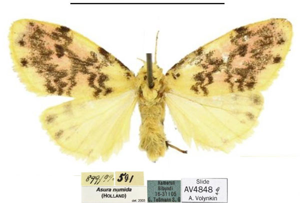 /filer/webapps/moths/media/images/T/transtillata_Siccasura_PTF_MfN.jpg