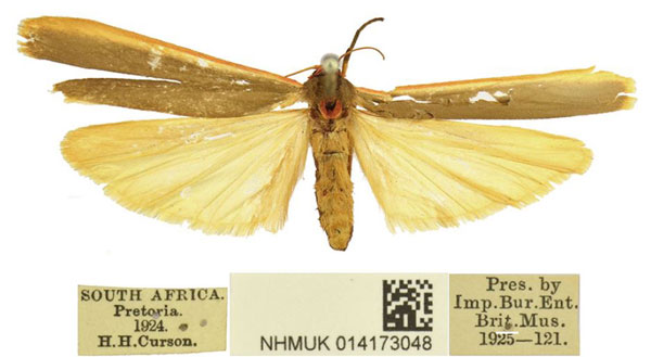 /filer/webapps/moths/media/images/T/transvaalensis_Birketsmithiola_AF_BMNH.jpg