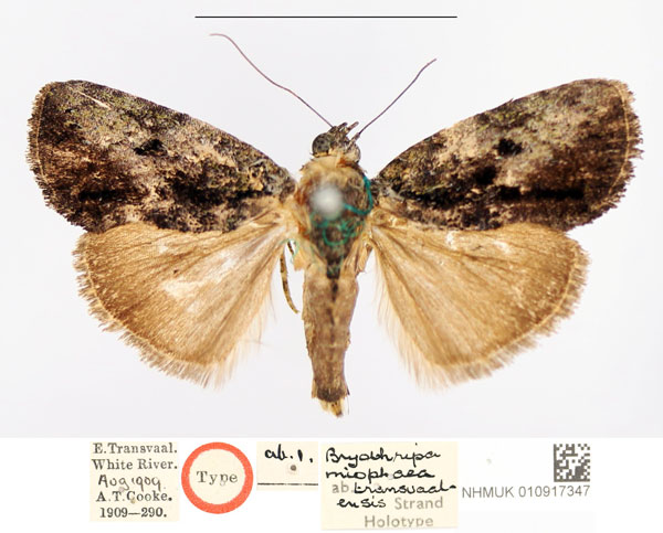 /filer/webapps/moths/media/images/T/transvaalensis_Bryothripa_HT_NHMUK.jpg