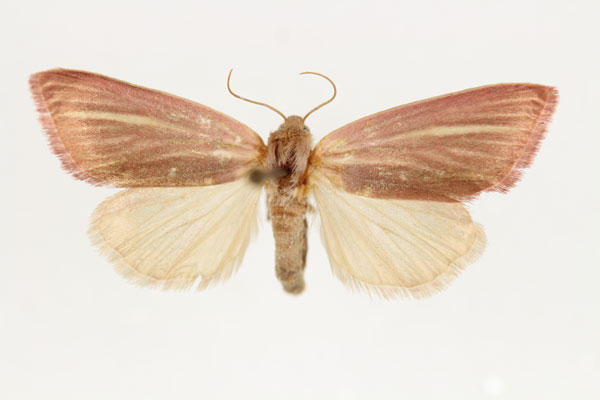 /filer/webapps/moths/media/images/T/transvaalica_Masalia_AF_RMCA.jpg
