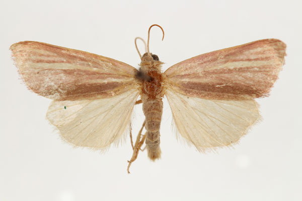 /filer/webapps/moths/media/images/T/transvaalica_Masalia_AM_RMCA.jpg