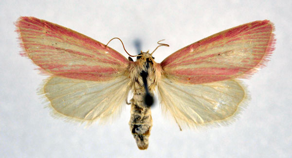 /filer/webapps/moths/media/images/T/transvaalica_Masalia_A_NHMO.jpg