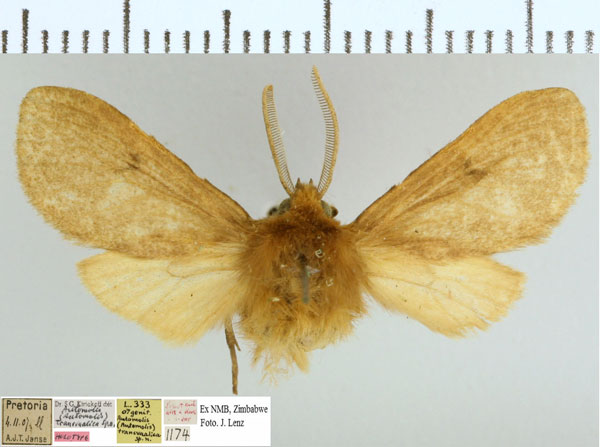 /filer/webapps/moths/media/images/T/transvaalica_Metarctia_HT_NMB.jpg