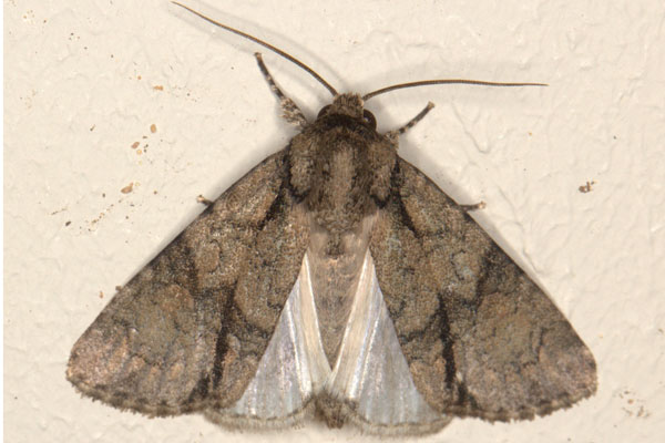 /filer/webapps/moths/media/images/T/transvalica_Acronicta_A_Heyns_01.jpg