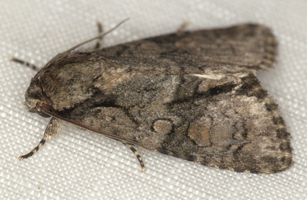 /filer/webapps/moths/media/images/T/transvalica_Acronicta_A_Heyns_03.jpg
