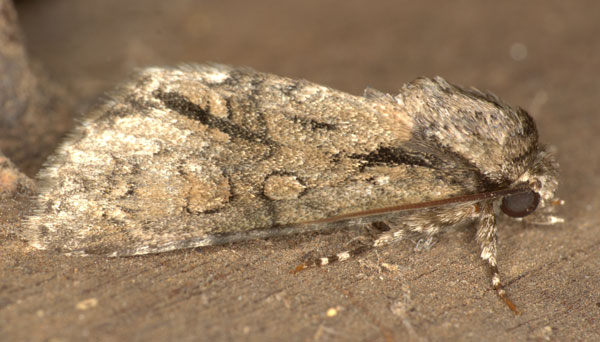 /filer/webapps/moths/media/images/T/transvalica_Acronicta_A_Heyns_04.jpg