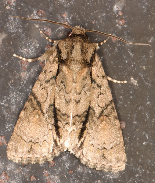 /filer/webapps/moths/media/images/T/transvalica_Acronicta_A_Heyns_05.jpg