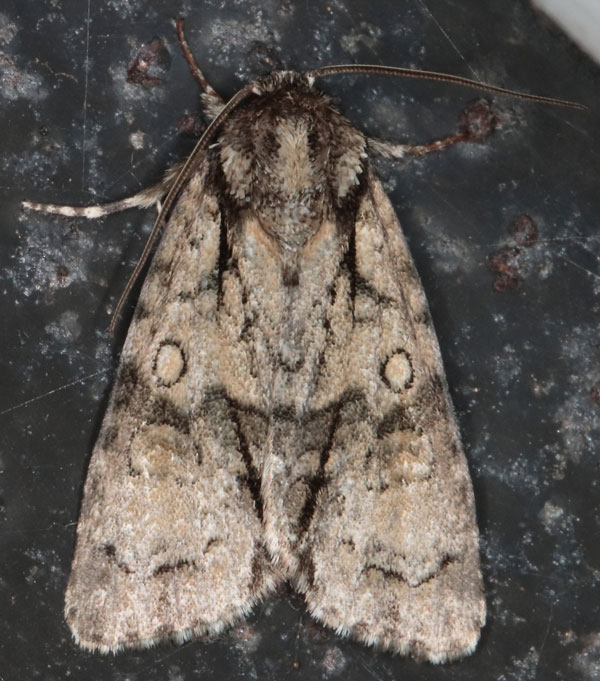 /filer/webapps/moths/media/images/T/transvalica_Acronicta_A_Heyns_06.jpg