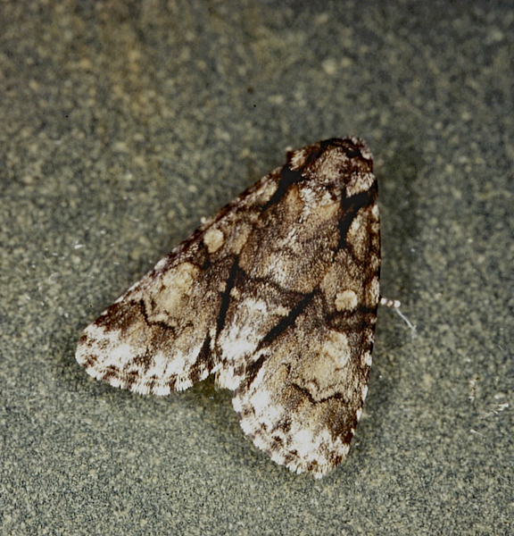 /filer/webapps/moths/media/images/T/transvalica_Acronicta_A_Roland_01.jpg